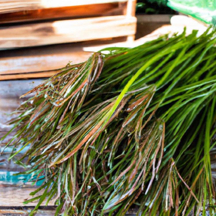 Skrzyp polny – komplenty przewodnik po ziołach!