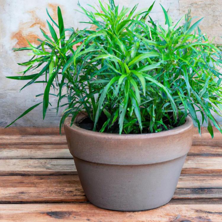 Jak uprawiać estragon w doniczce?