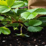 Kiedy najlepiej sadzić truskawki w ogrodzie?