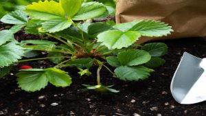 Kiedy najlepiej sadzić truskawki w ogrodzie?